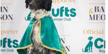 Четириног чаровник от Варна спечели титлата Best Veteran Winner на едно от най-престижните киноложки състезания в света