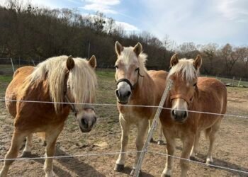 Спешно: Три коня за хипотерапия край Варна остават без дом