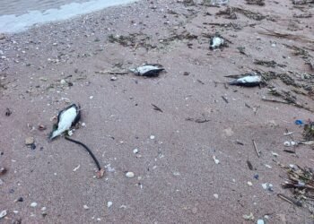 РИОСВ – Варна проверява сигнали за намерени мъртви птици по крайбрежието на Шабла