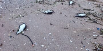 РИОСВ – Варна проверява сигнали за намерени мъртви птици по крайбрежието на Шабла