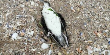 Басейнова дирекция – Варна възложи изследване на водни проби от Шабленското езеро