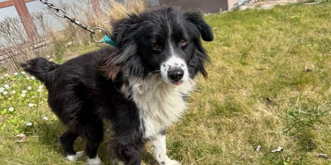 Търсят спешно дом за куче със счупен крак край Варна: Каспър се възстановява, но остава без подслон