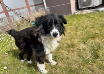 Търсят спешно дом за куче със счупен крак край Варна: Каспър се възстановява, но остава без подслон