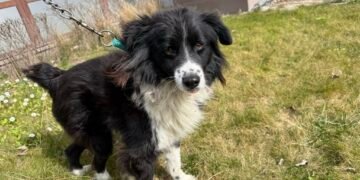 Търсят спешно дом за куче със счупен крак край Варна: Каспър се възстановява, но остава без подслон