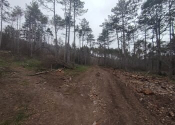 Напрежение в “Аспарухово”: жители на Варна надигнаха глас срещу застрояването на гората