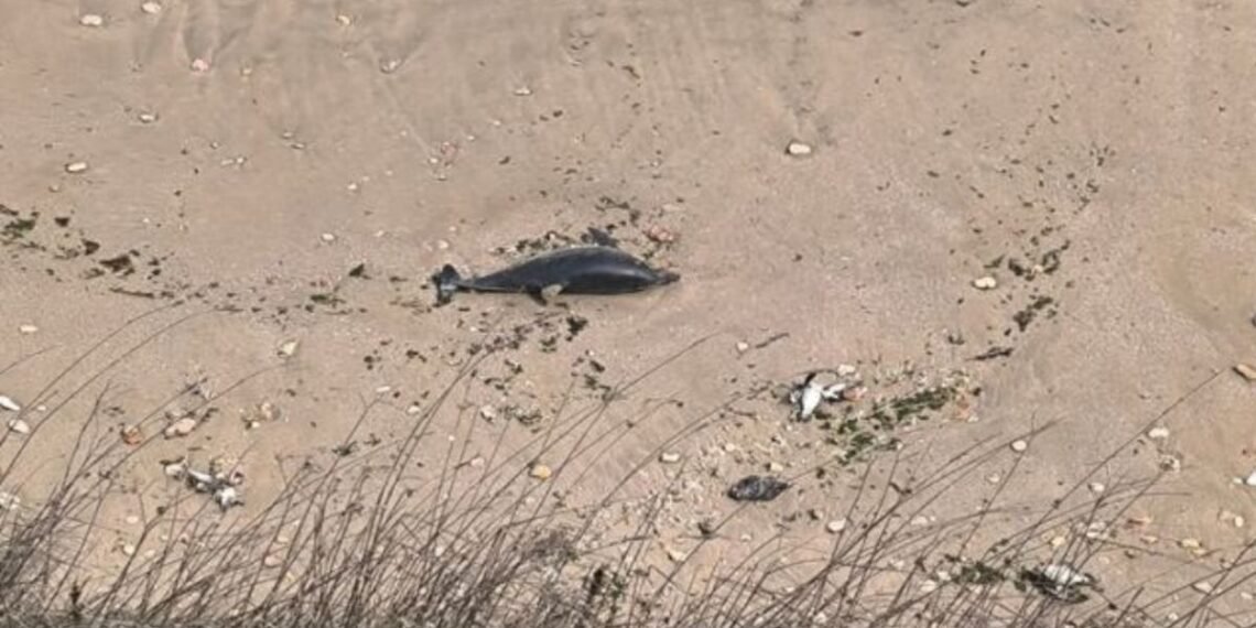 9 делфина и над 300 буревестници са открити мъртви по Северното Черноморие, търсят причините