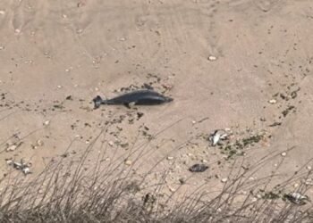 9 делфина и над 300 буревестници са открити мъртви по Северното Черноморие, търсят причините