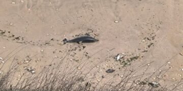 9 делфина и над 300 буревестници са открити мъртви по Северното Черноморие, търсят причините