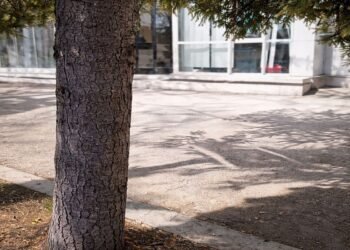 Жители на „Чайка“ защитиха 40-годишен бор при ремонтни дейности във Варна