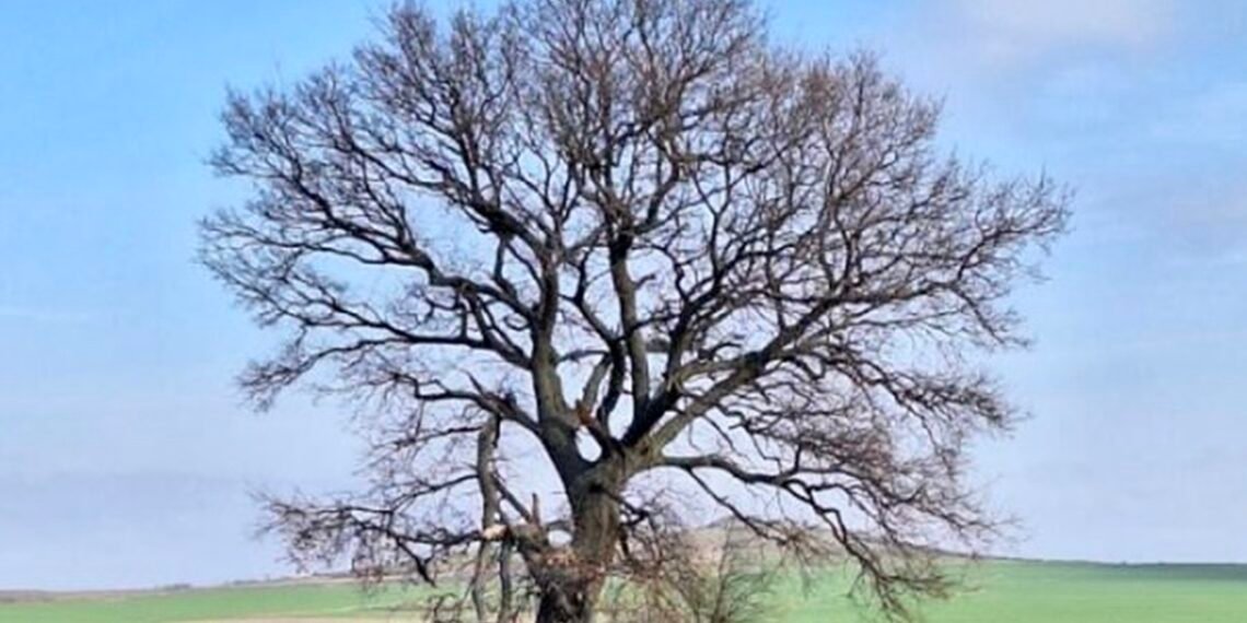 Вековната гора на България порасна с още две защитени дървета