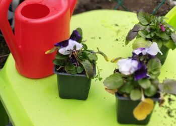 Деца и учители от четири детски градини засадиха теменужки в дворовете си