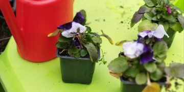 Деца и учители от четири детски градини засадиха теменужки в дворовете си