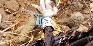 Нов случай на отравяне на черен лешояд в защитена зона „Бяла река“