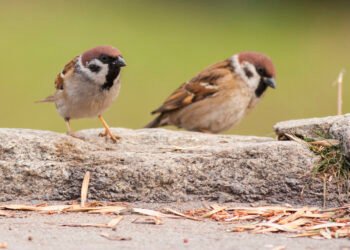 В Деня на врабчето стартира 10-тото юбилейно издание на кампанията „Ние броим врабчетата“