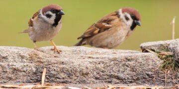 В Деня на врабчето стартира 10-тото юбилейно издание на кампанията „Ние броим врабчетата“