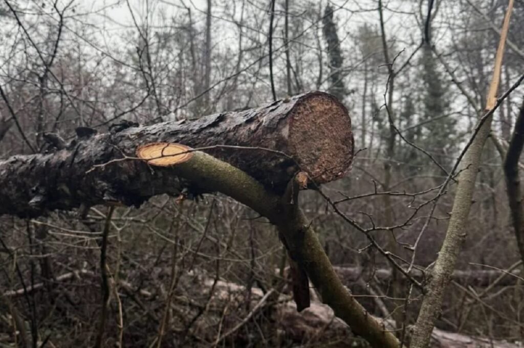 Жители на варненския квартал „Аспарухово“ започнаха петиция с искане да се спре изсичането на гората и презастрояването в района.