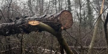 Жители на варненския квартал „Аспарухово“ започнаха петиция с искане да се спре изсичането на гората и презастрояването в района.