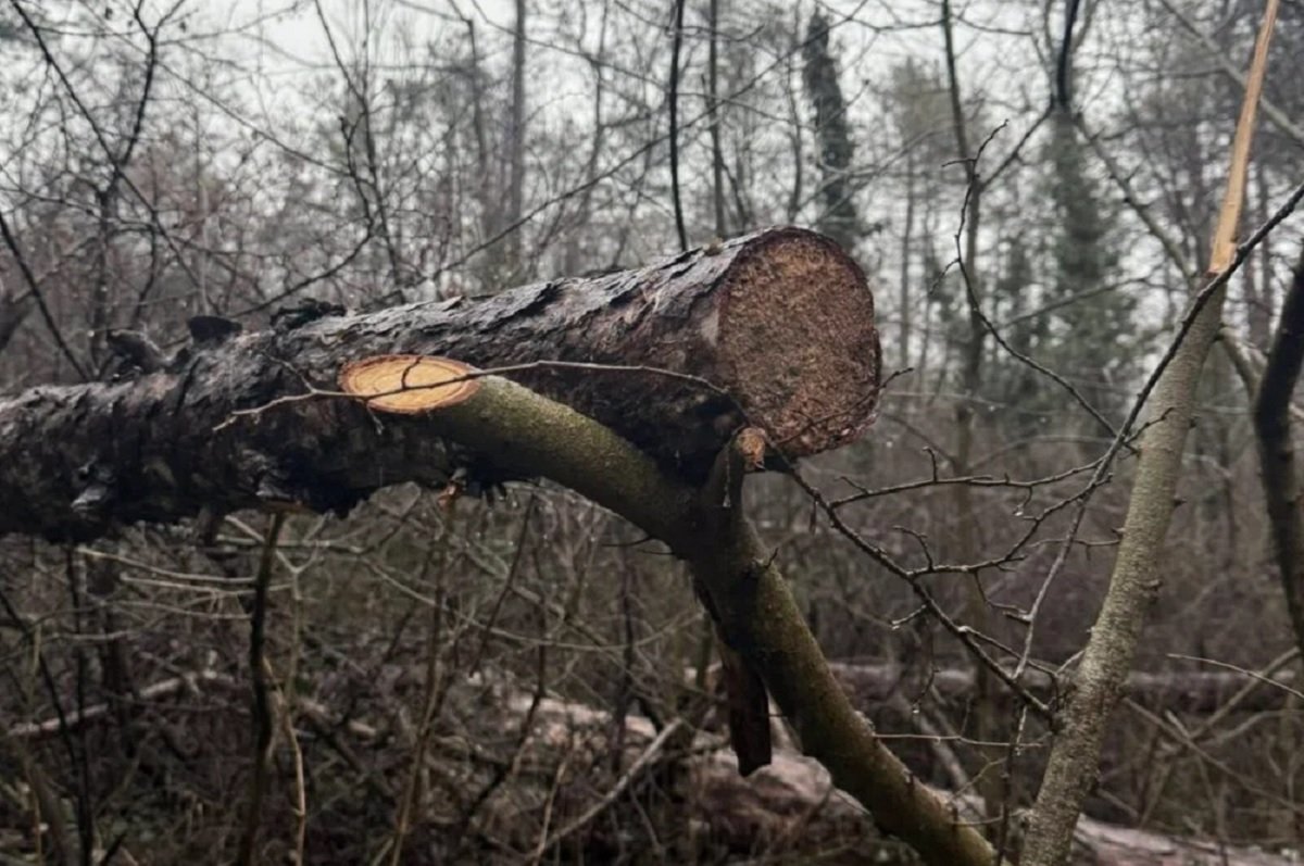 Жители на варненския квартал „Аспарухово“ започнаха петиция с искане да се спре изсичането на гората и презастрояването в района.