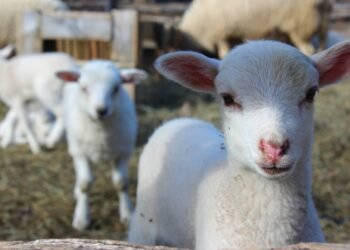 МЗХ, БАБХ и МВР започват съвместна акция „Чиста храна“