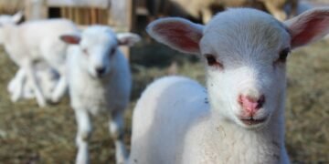 МЗХ, БАБХ и МВР започват съвместна акция „Чиста храна“