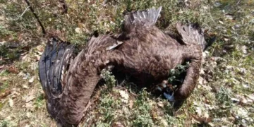 Масово отравяне застрашава ключова колония на черния лешояд на Балканите