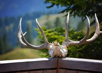 МЗХ: България запазва водещите си позиции в ловния туризъм и трофейните качества на дивеча