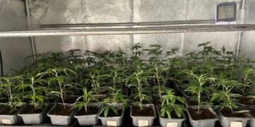 Разбиха модерна наркооранжерия край Варна: 700 растения канабис и килограм дрога иззети