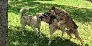 Жители на варненския кв. „Аспарухово“ събират подписи заради агресивни кучета, искат спешни мерки