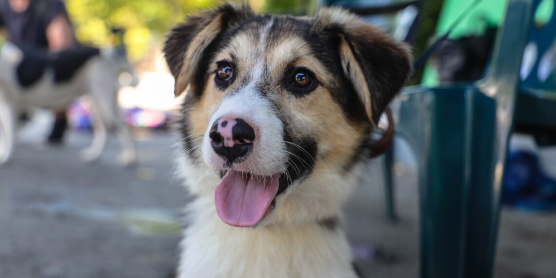 Варна даде добър пример с кауза “на колела” в защита на бездомните животни (ВИДЕО)