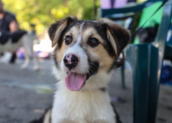 Варна даде добър пример с кауза “на колела” в защита на бездомните животни (ВИДЕО)