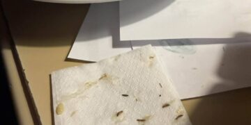 Клиент откри ларви в храната си в ресторант във Варна, отговорът: „Спокойно, сготвени са“