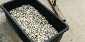 Хванаха незаконен улов на бяла мида във Варна