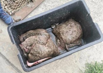 Хванаха бракониер с калкан край Балчик по време на забрана за риболов