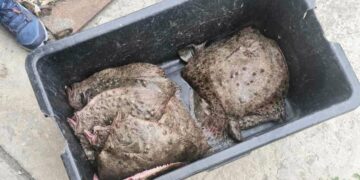 Хванаха бракониер с калкан край Балчик по време на забрана за риболов