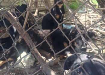 Добри хора спасиха четириноги опашати бебета след заплахи за убийство