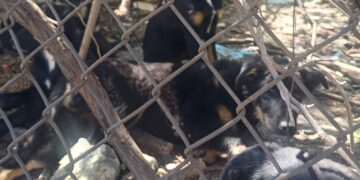 Добри хора спасиха четириноги опашати бебета след заплахи за убийство