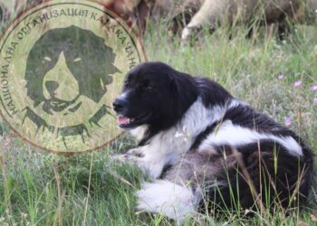 Национална изложба на каракачански кучета предстои в Аврен