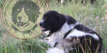 Национална изложба на каракачански кучета предстои в Аврен