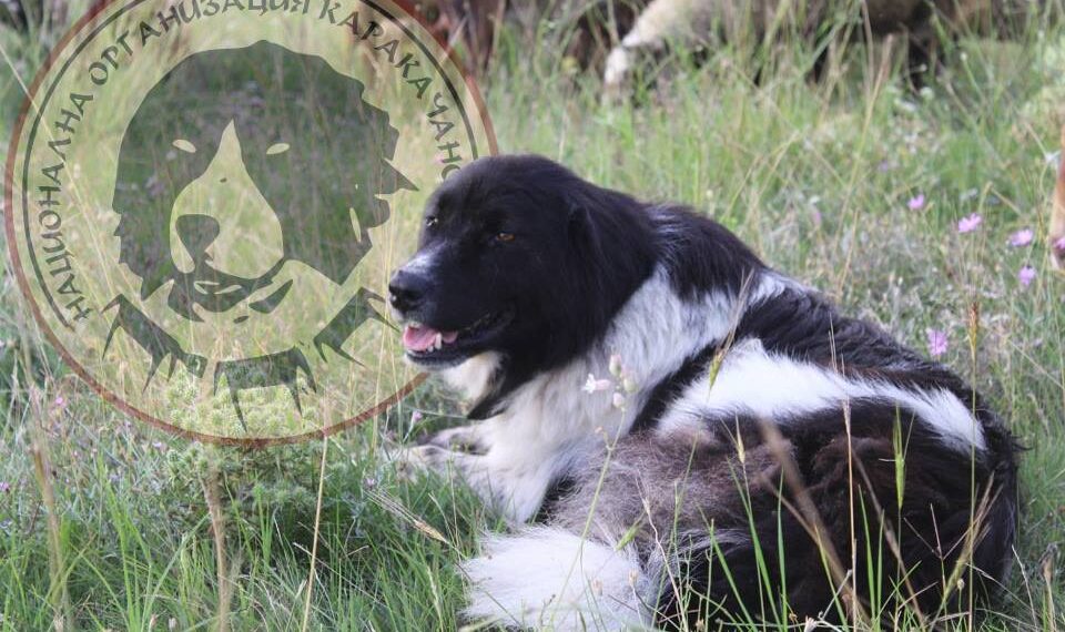 Национална изложба на каракачански кучета предстои в Аврен