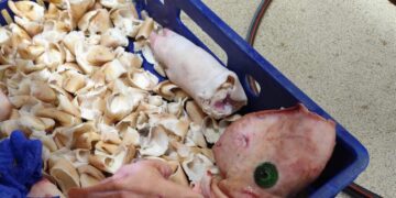 Над 3,5 тона храни в Дулово ще бъдат унищожени