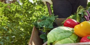 Малките земеделски стопани получиха по-рано от обявените срокове над 7,5 млн. евро