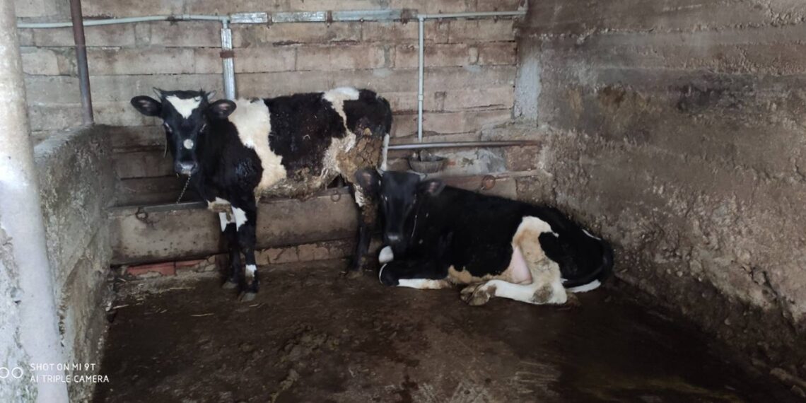 БАБХ затвори още две кланици 