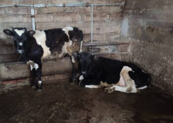 БАБХ затвори още две кланици 