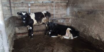 БАБХ затвори още две кланици 