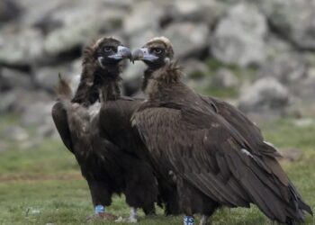 След 30 години отсъствие: черният лешояд отново се размножава в България