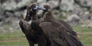 След 30 години отсъствие: черният лешояд отново се размножава в България