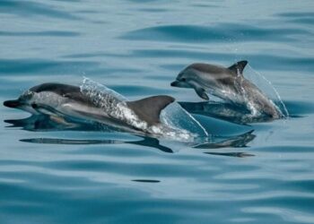 МОСВ предаде на прокуратурата резултатите от анализа на умрелите птици и делфини край Шабла