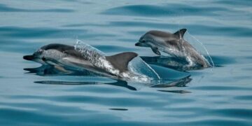 МОСВ предаде на прокуратурата резултатите от анализа на умрелите птици и делфини край Шабла