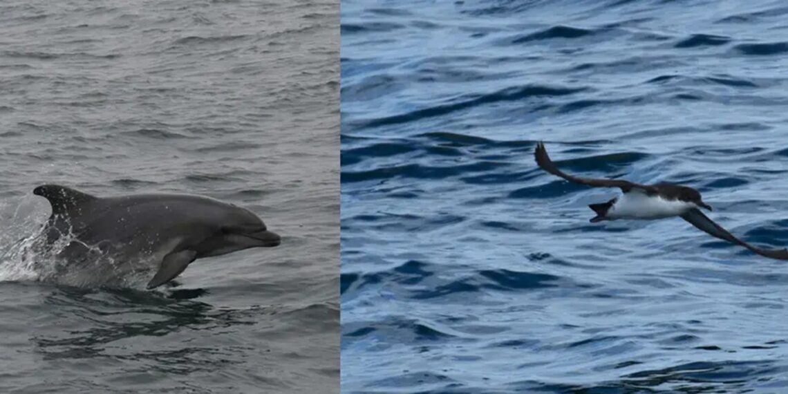 Разкрита е причината за масовата смърт край Шабла: Над 300 птици и 9 делфина загинали в рибарски мрежи