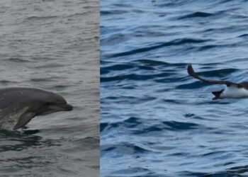 Разкрита е причината за масовата смърт край Шабла: Над 300 птици и 9 делфина загинали в рибарски мрежи